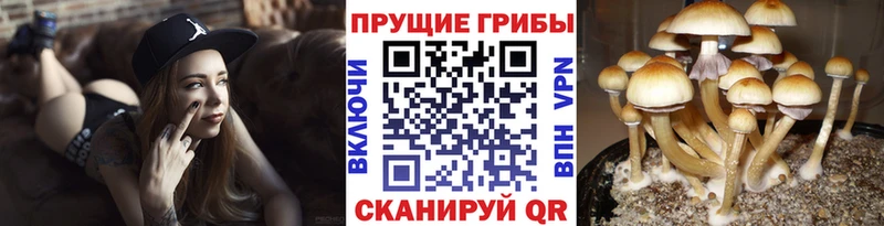 Галлюциногенные грибы прущие грибы  Бакал 